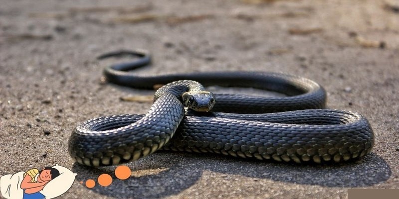 Chiêm bao thấy rắn có ý nghĩa gì?