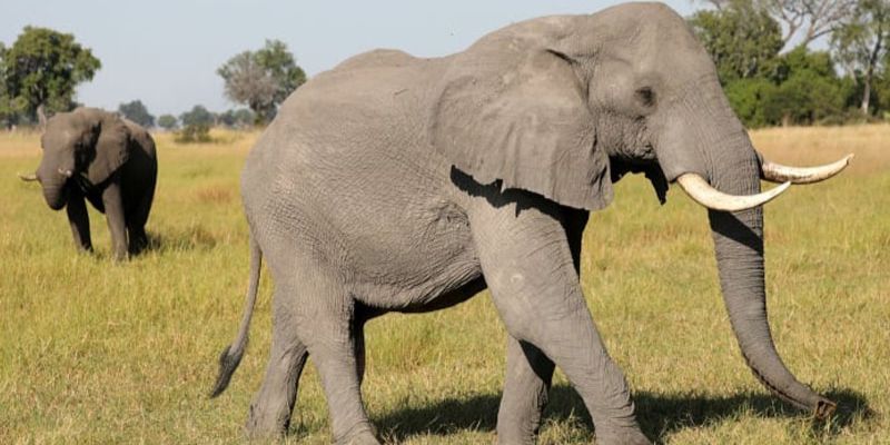Sổ mơ lô đề các con vật: Giấc mộng thấy con voi mang đến điềm may hay gở 